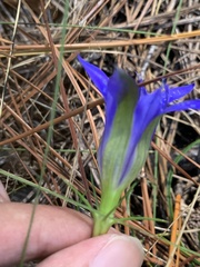 Gentiana autumnalis