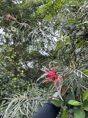Grevillea