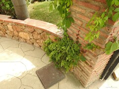 Adiantum capillus-veneris