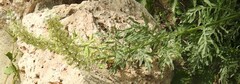 Reseda alba