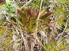 Tillandsia complanata