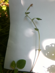 Triphora trianthophoros