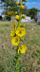 Verbascum virgatum
