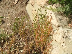Reseda alba