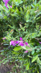 Polygala myrtifolia