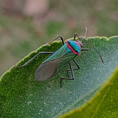 Sphictyrtus chrysis