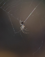 Metellina segmentata