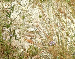 Bituminaria bituminosa