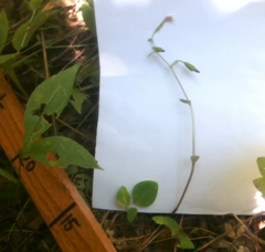 Triphora trianthophoros