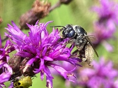 Melissodes denticulatus