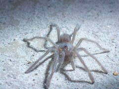 Selenocosmia crassipes