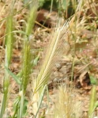 Hordeum murinum
