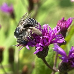 Melissodes denticulatus