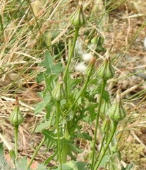 Urospermum picroides