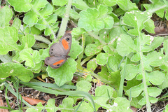 Cassionympha cassius