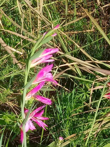 Gladiolus image