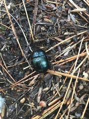 Geotrupes balyi