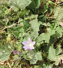 Malva multiflora