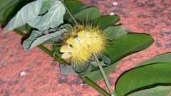 Calliteara pseudabietis