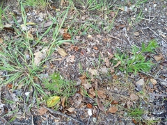 Lepidium bonariense