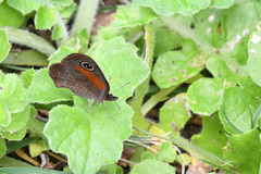 Cassionympha cassius