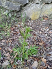 Lepidium bonariense