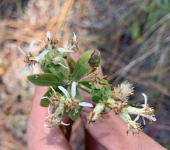 Sericocarpus tortifolius