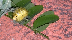 Calliteara pseudabietis