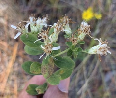 Sericocarpus tortifolius