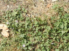 Malva multiflora