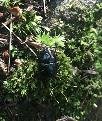 Geotrupes balyi
