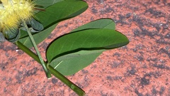 Calliteara pseudabietis