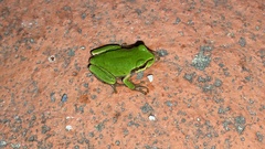 Hyla japonica