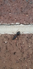 Camponotus intrepidus