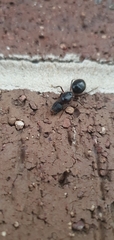 Camponotus intrepidus