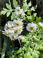 Tanacetum parthenium
