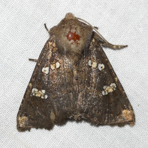 Meadow Rue Borer Moths photo 2