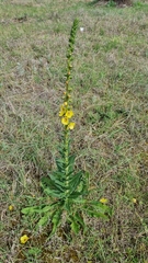 Verbascum virgatum