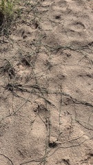 Funastrum heterophyllum