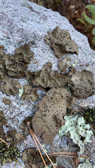 Umbilicaria muhlenbergii