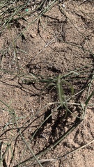 Funastrum heterophyllum