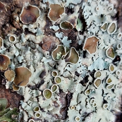Parmelina carporrhizans