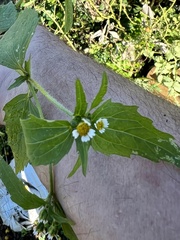 Galinsoga quadriradiata