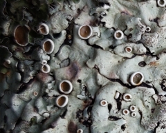 Parmelina carporrhizans