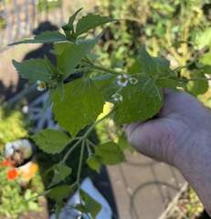 Galinsoga quadriradiata