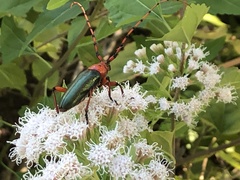 Stenaspis verticalis insignis