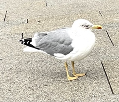 Larus michahellis