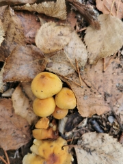 Galerina marginata