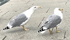 Larus michahellis