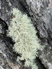 Usnea hirta